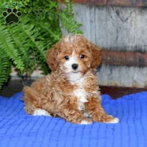 Emily, Toy Poodle Puppy