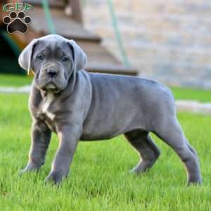 Emily, Cane Corso Puppy