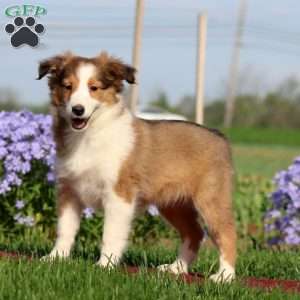 Emily, Sheltie Puppy