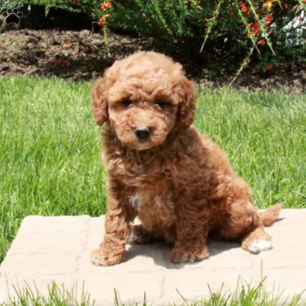 Emma, Mini Goldendoodle Puppy