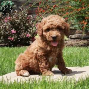 Emma, Mini Goldendoodle Puppy
