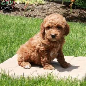 Emma, Mini Goldendoodle Puppy
