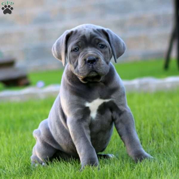 Emma, Cane Corso Puppy