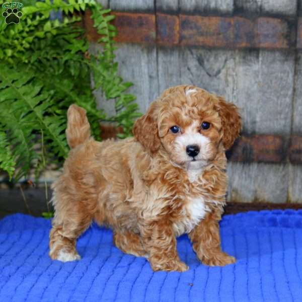 Emma, Toy Poodle Puppy