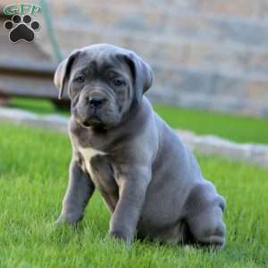 Emma, Cane Corso Puppy