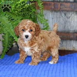 Emma, Toy Poodle Puppy