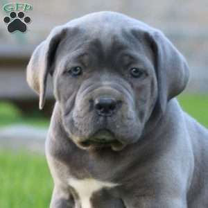 Emma, Cane Corso Puppy