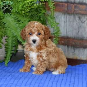 Emma, Toy Poodle Puppy