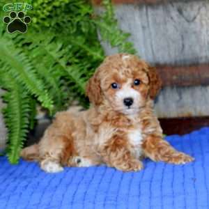 Emma, Toy Poodle Puppy