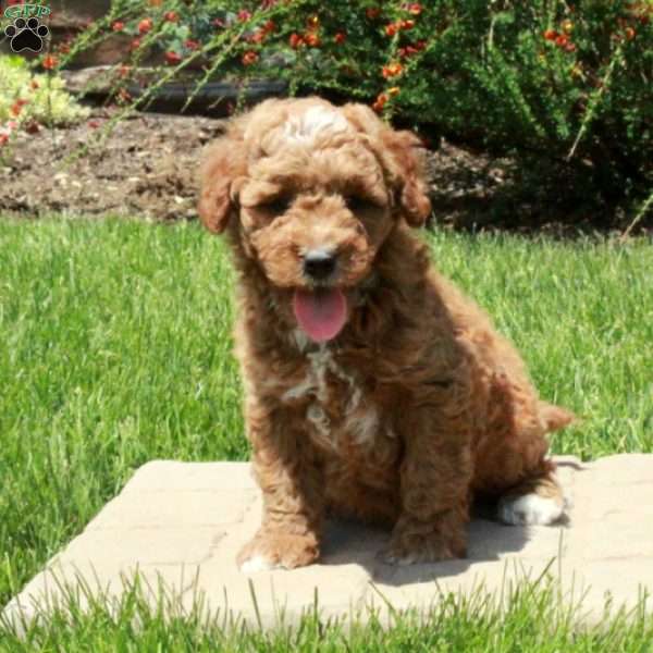 Emmett, Mini Goldendoodle Puppy