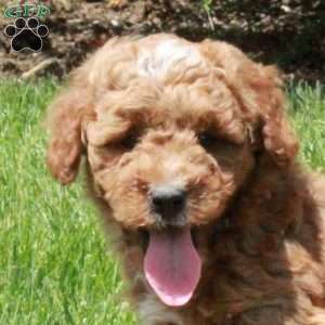 Emmett, Mini Goldendoodle Puppy