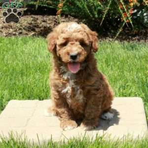 Emmett, Mini Goldendoodle Puppy