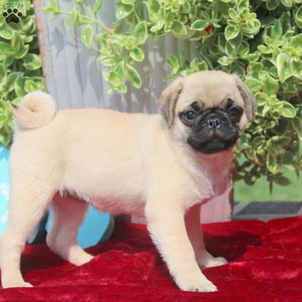 Emmy, Pug Puppy