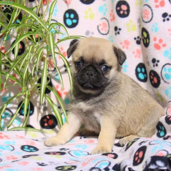 Emmy, Pug Puppy