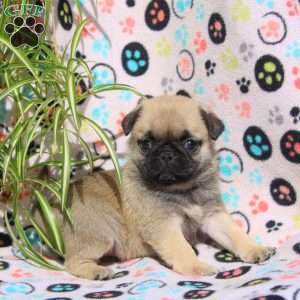 Emmy, Pug Puppy
