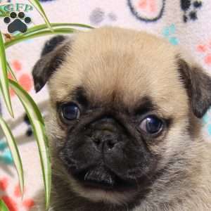 Emmy, Pug Puppy