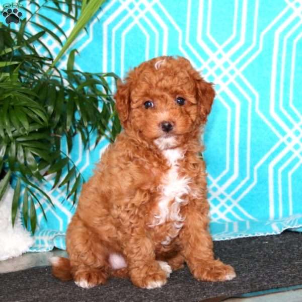 Eric, Havapoo Puppy