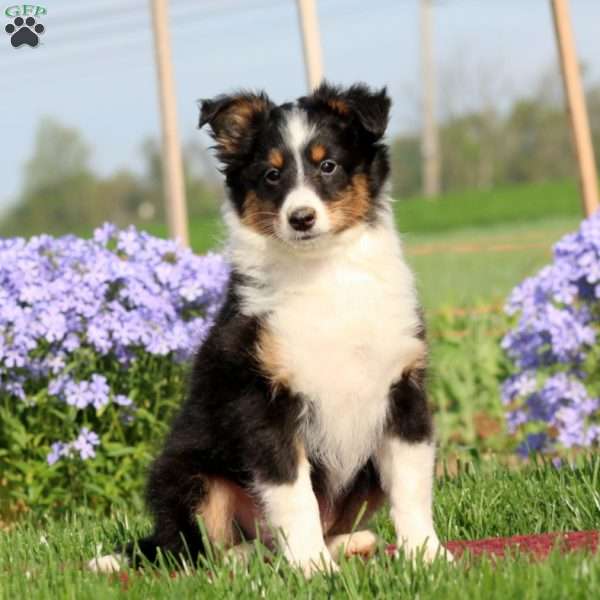 Eric, Sheltie Puppy