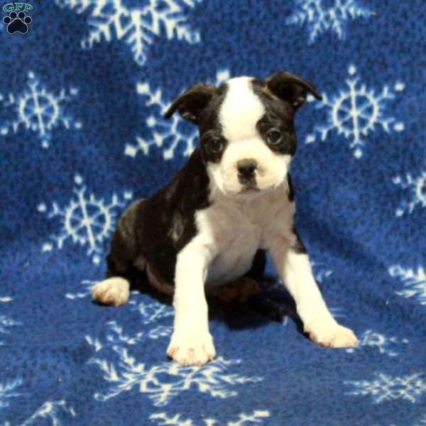 Ernie, Boston Terrier Puppy