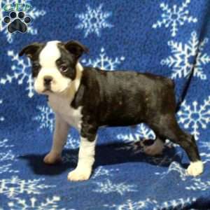 Ernie, Boston Terrier Puppy