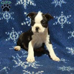 Ernie, Boston Terrier Puppy