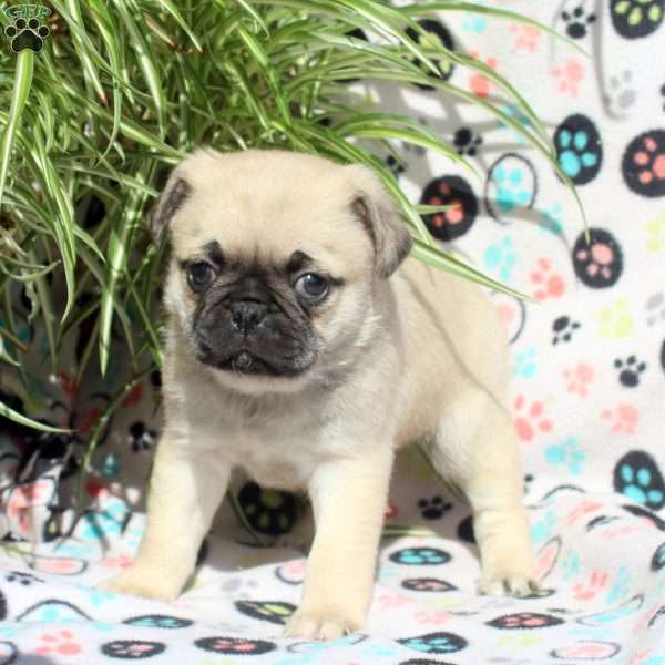 Esther, Pug Puppy