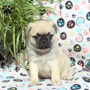 Esther, Pug Puppy
