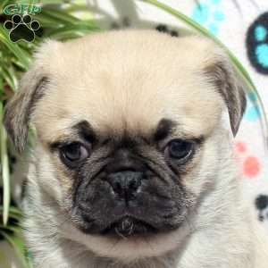 Esther, Pug Puppy