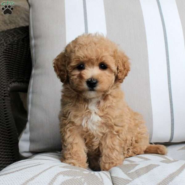 Esther, Bich-Poo Puppy