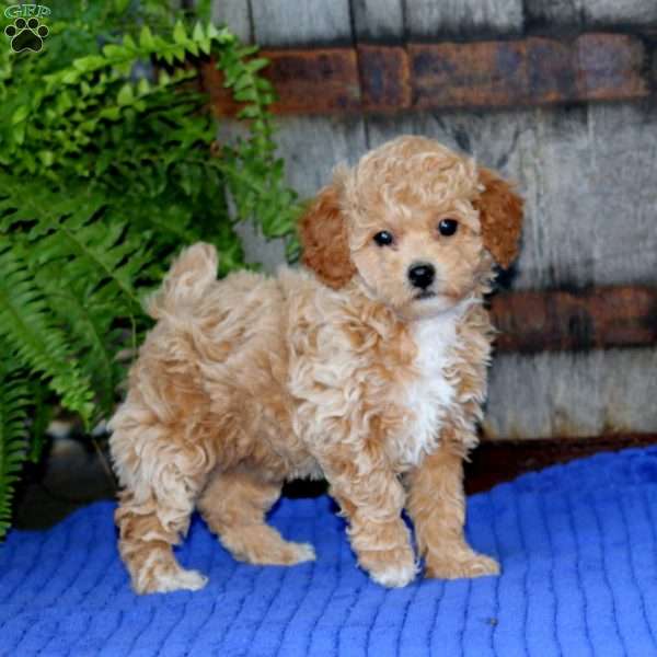 Esther, Toy Poodle Puppy