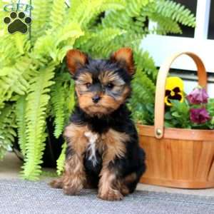Esther, Yorkie Puppy