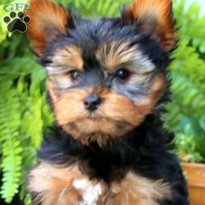 Esther, Yorkie Puppy
