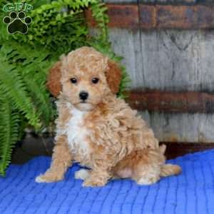 Esther, Toy Poodle Puppy
