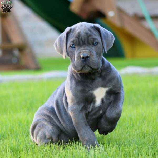 Ethan, Cane Corso Puppy