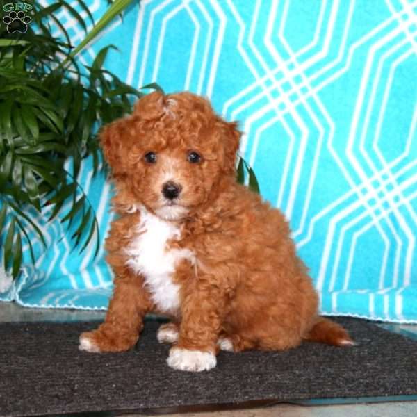 Ethan, Havapoo Puppy