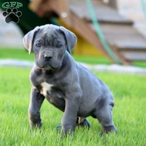 Ethan, Cane Corso Puppy