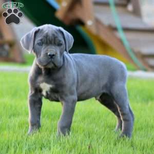 Ethan, Cane Corso Puppy