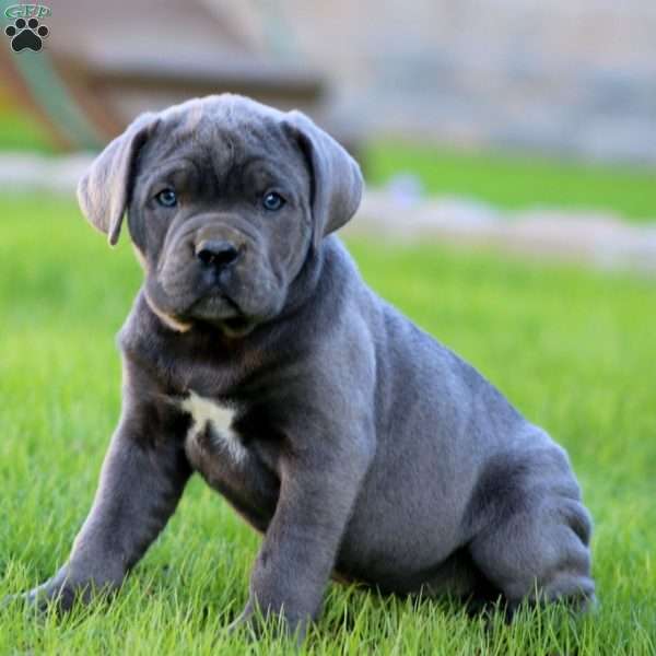 Eva, Cane Corso Puppy