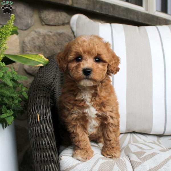 Eva, Bich-Poo Puppy