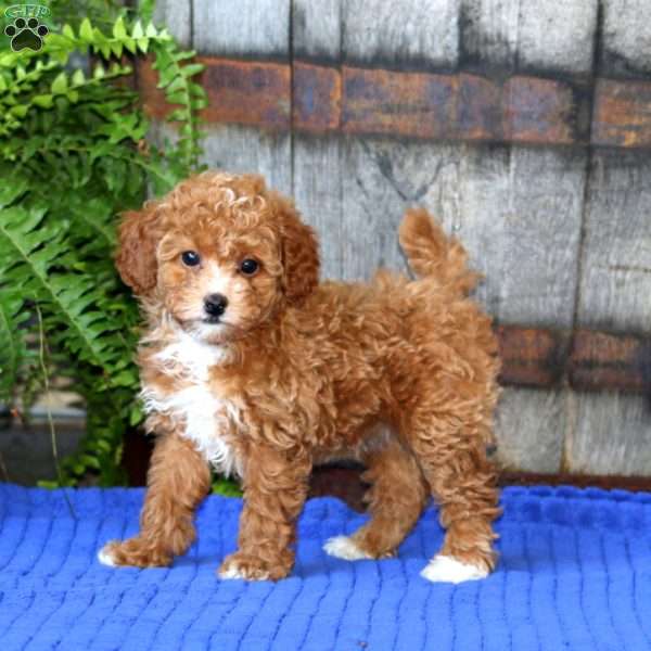 Eva, Toy Poodle Puppy