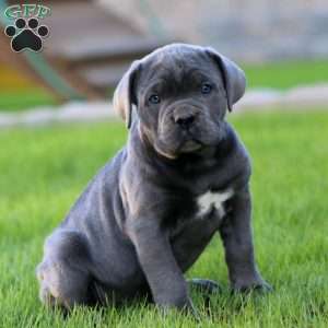 Eva, Cane Corso Puppy