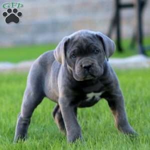 Eva, Cane Corso Puppy