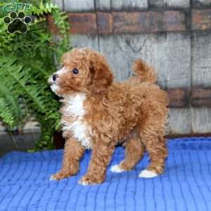 Eva, Toy Poodle Puppy