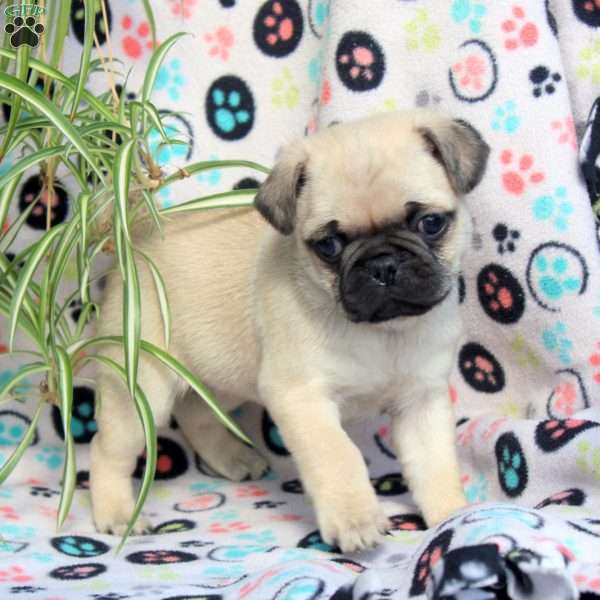 Evan, Pug Puppy