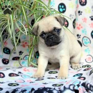 Evan, Pug Puppy