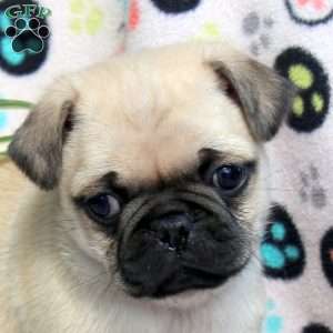 Evan, Pug Puppy