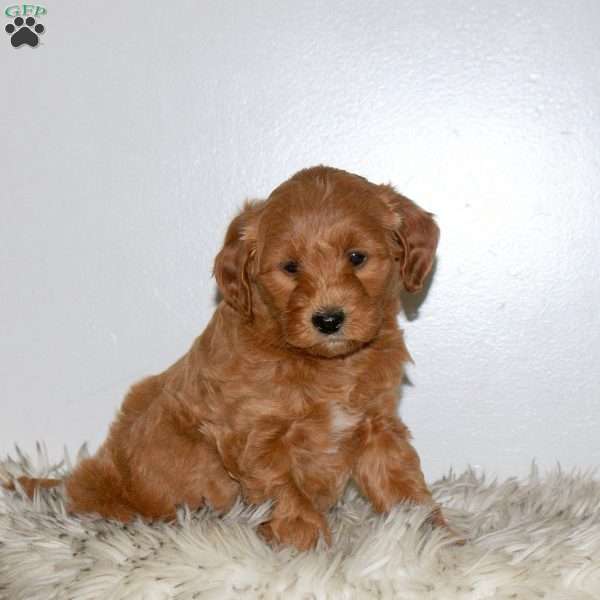 Everest, Mini Labradoodle Puppy