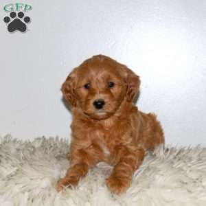 Everest, Mini Labradoodle Puppy
