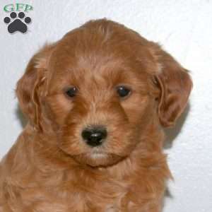 Everest, Mini Labradoodle Puppy