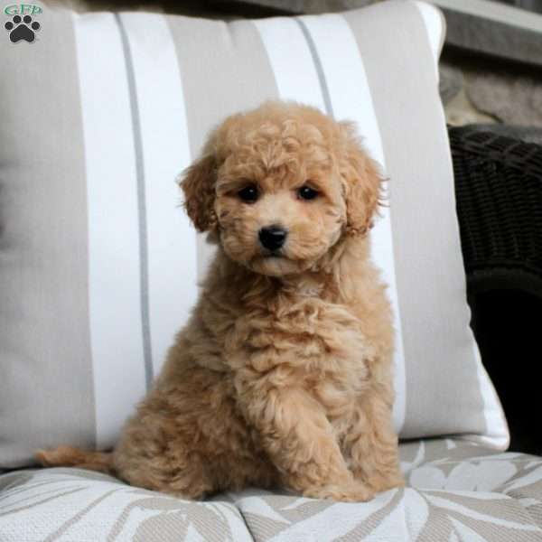 Emily, Bich-Poo Puppy